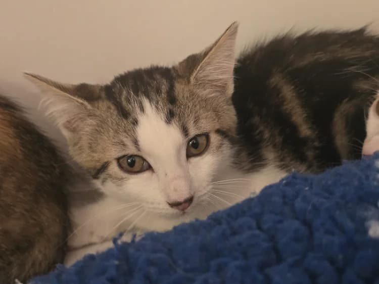 Flora, female Mixed Breed for adoption at SPA Vichy (Brugheas), Vichy