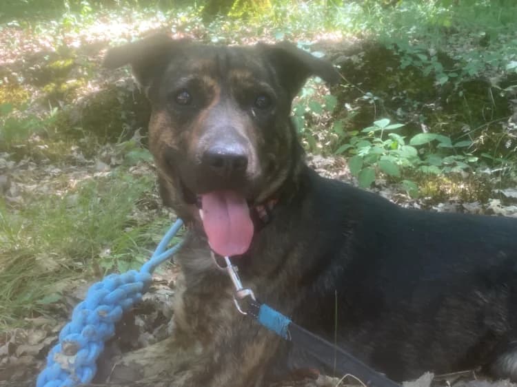 Marshall, male young Labrador Retriever for adoption at SPA Vichy (Brugheas), Vichy
