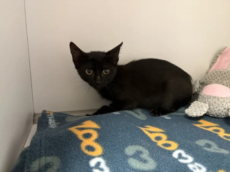 WASSA, female Mixed Breed for adoption at SPA Vichy (Brugheas), Vichy
