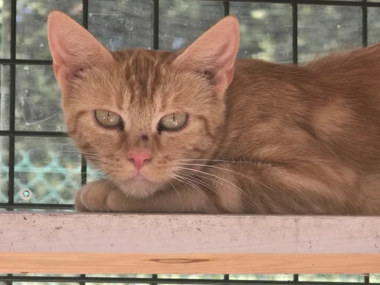 PAPAYE, female 7yo Mixed Breed for adoption at SPA Vichy (Brugheas), Vichy