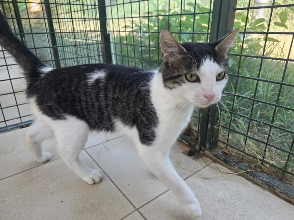 PADDY, male Mixed Breed for adoption at SPA Vichy (Brugheas), Vichy