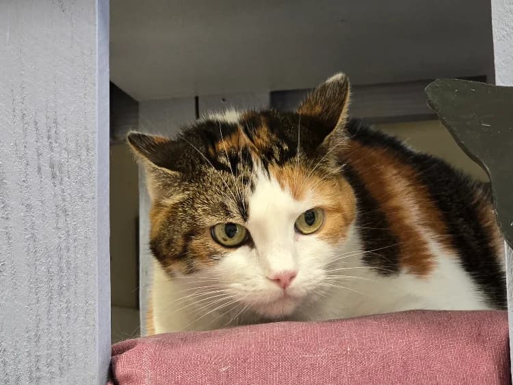 Chipie, female senior mixed breed for adoption at SPA Vichy (Brugheas), Vichy
