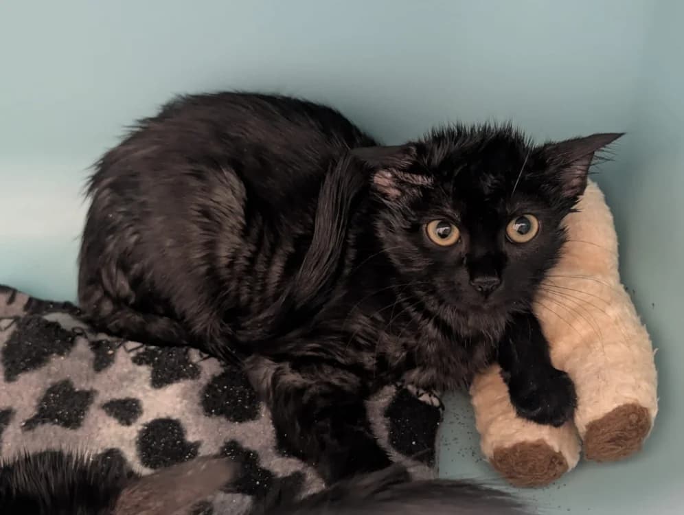 SHIVA, female mixed breed for adoption at SPA Vichy (Brugheas), Vichy