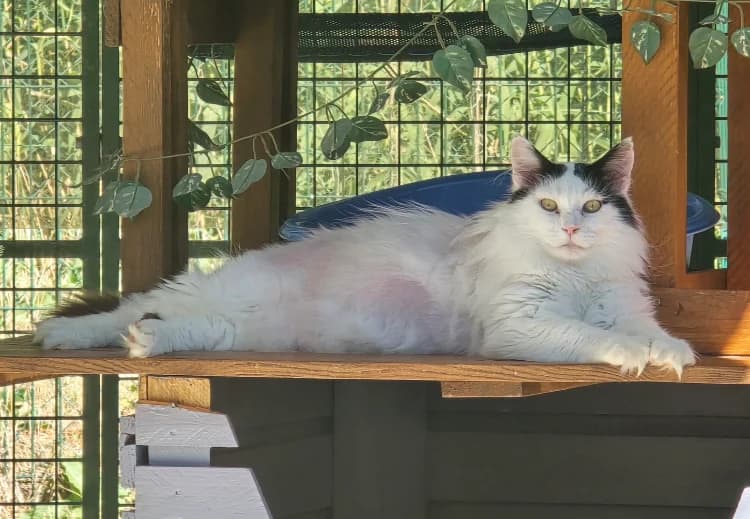 BOXEUR, male 3yo Mixed Breed for adoption at SPA Vichy (Brugheas), Vichy