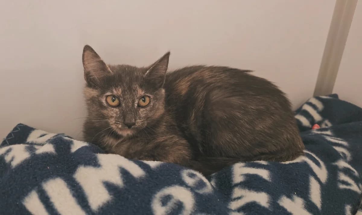PASSOA, female mixed breed for adoption at SPA Vichy (Brugheas), Vichy