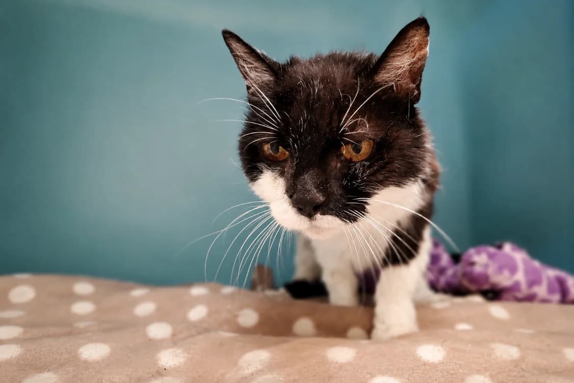 MIREILLE, female senior Mixed Breed for adoption at SPA Vichy (Brugheas), Vichy