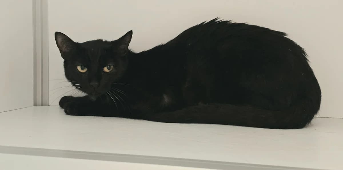Ebène, female young mixed breed for adoption at SPA Vichy (Brugheas), Vichy
