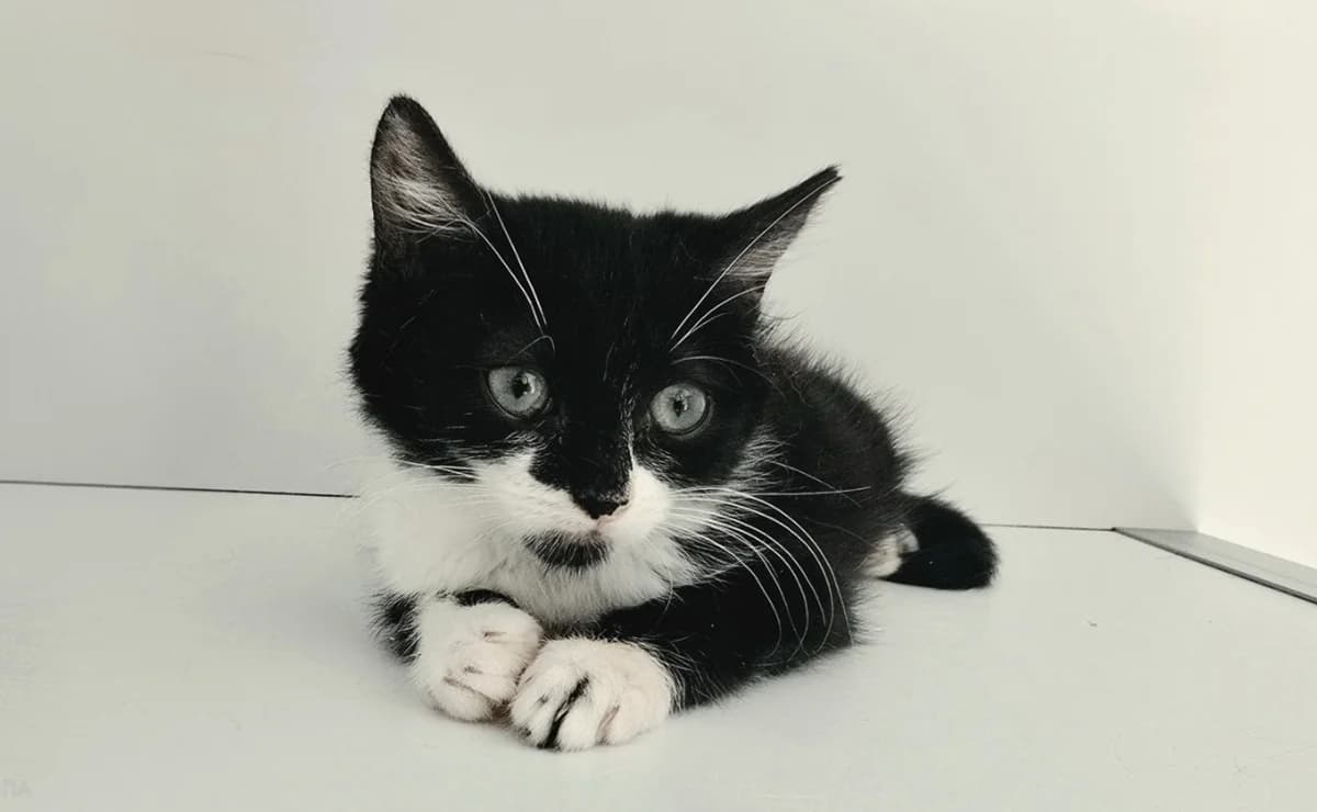 SELINA, female Mixed Breed for adoption at SPA Vichy (Brugheas), Vichy