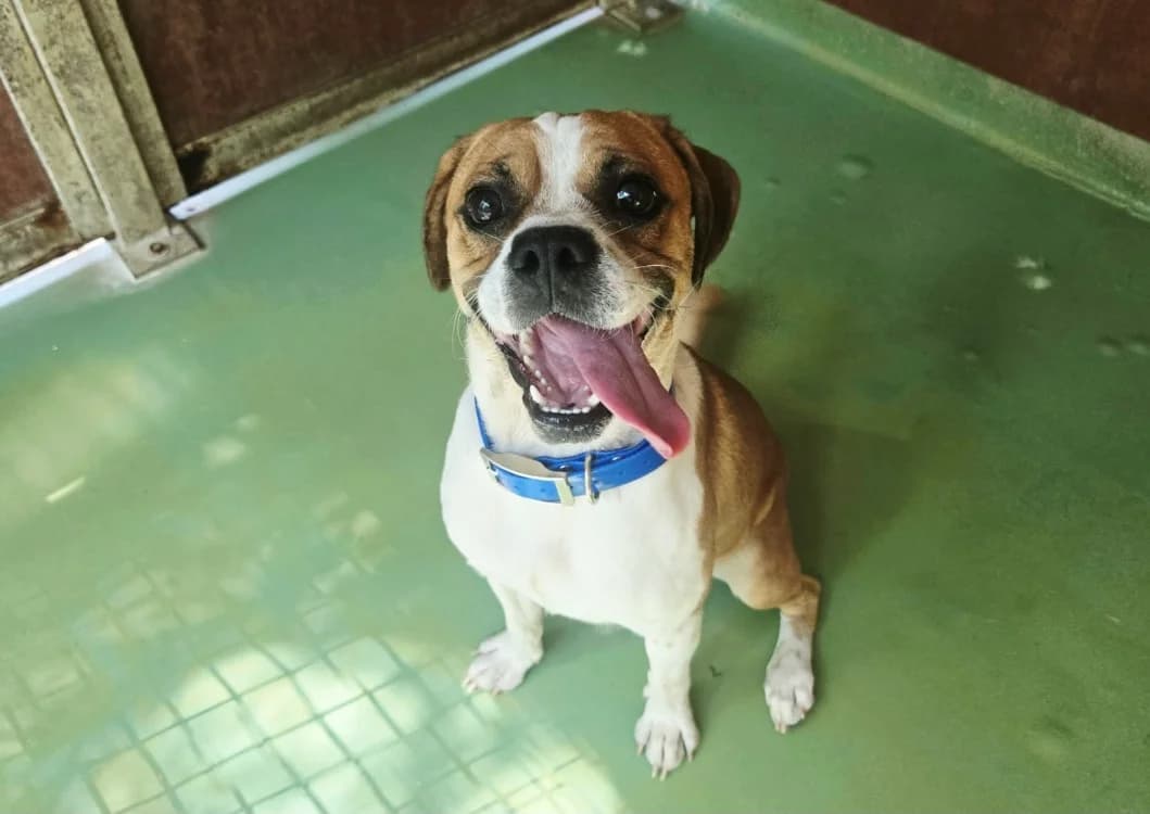KODA, male young Jack Russell Terrier for adoption at SPA Vichy (Brugheas), Vichy