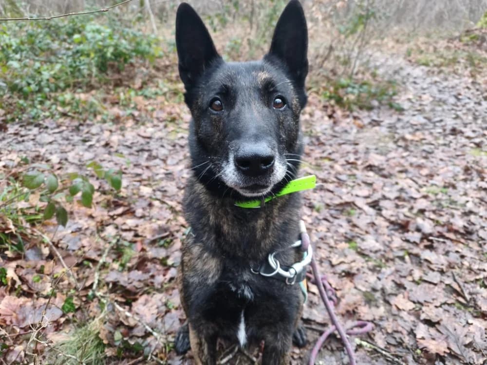 PABLO, male senior mixed breed for adoption at SPA Vichy (Brugheas), Vichy