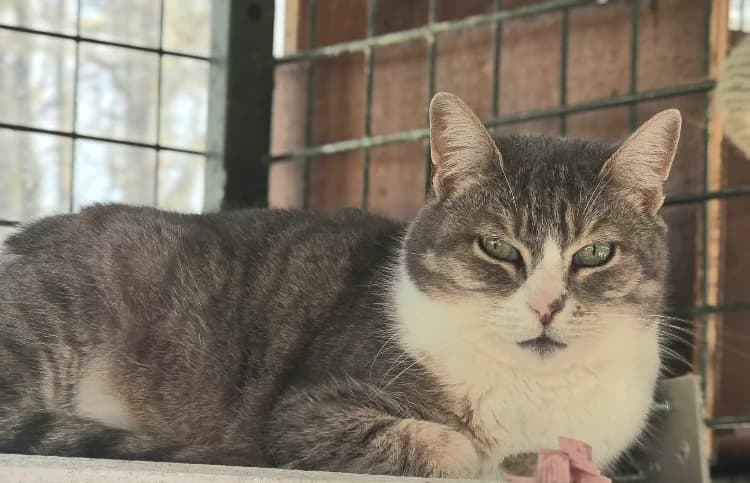 VIRGULE, female senior mixed breed for adoption at SPA Vichy (Brugheas), Vichy