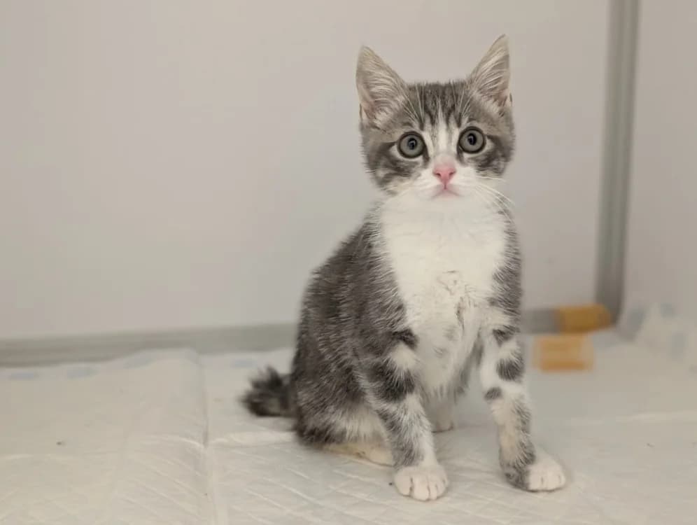 sorbet, male Mixed Breed for adoption at SPA Vichy (Brugheas), Vichy
