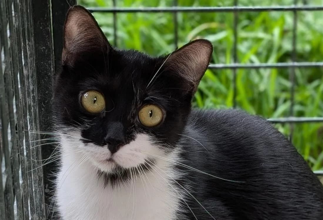 Baïka, female young mixed breed for adoption at SPA Vichy (Brugheas), Vichy