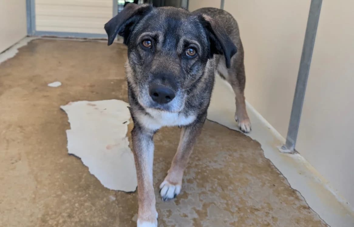 LOULOU, male 7yo Mixed Breed for adoption at SPA Vichy (Brugheas), Vichy