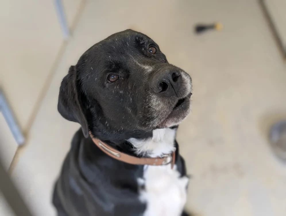 BALOU, male 7yo Mixed Breed for adoption at SPA Vichy (Brugheas), Vichy