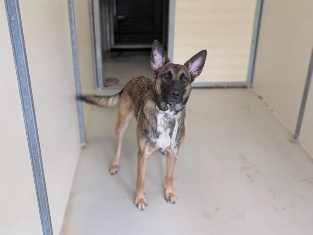 CANNELLE, female young mixed breed for adoption at SPA Vichy (Brugheas), Vichy