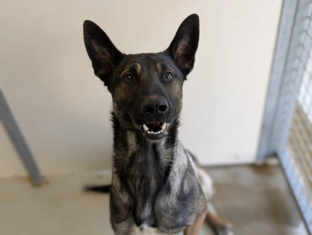PATCHY, male young Belgian Malinois for adoption at SPA Vichy (Brugheas), Vichy
