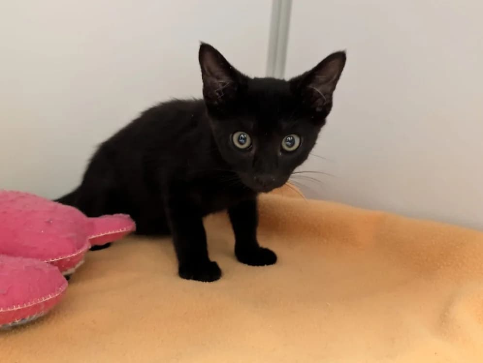 BOWSER, male Mixed Breed for adoption at SPA Vichy (Brugheas), Vichy