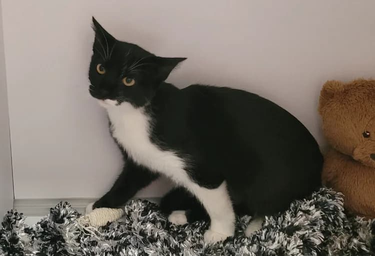MILADY, female Mixed Breed for adoption at SPA Vichy (Brugheas), Vichy