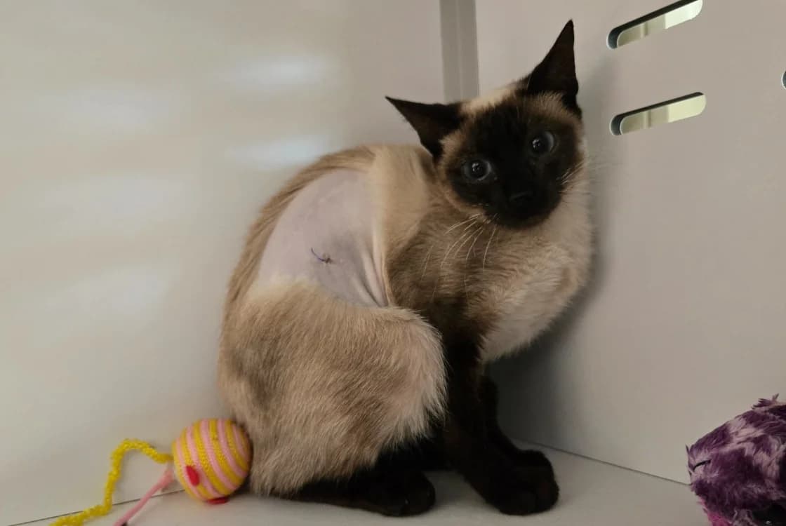 SIAM, female Mixed Breed for adoption at SPA Vichy (Brugheas), Vichy