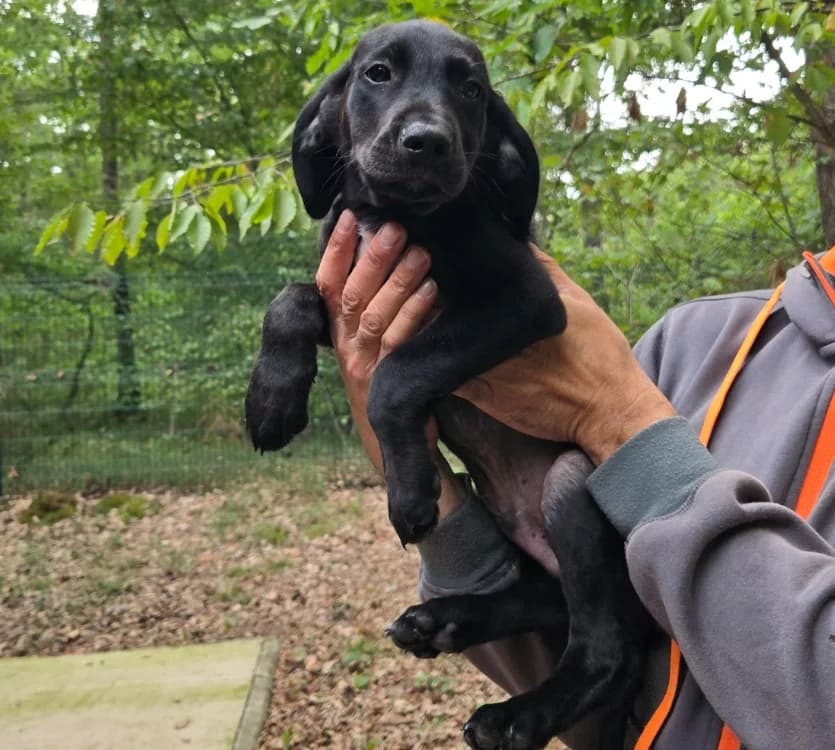 ELIOT, male Mixed Breed for adoption at SPA Vichy (Brugheas), Vichy