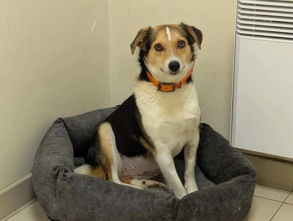 APRILIA, female young Mixed Breed for adoption at SPA Vichy (Brugheas), Vichy