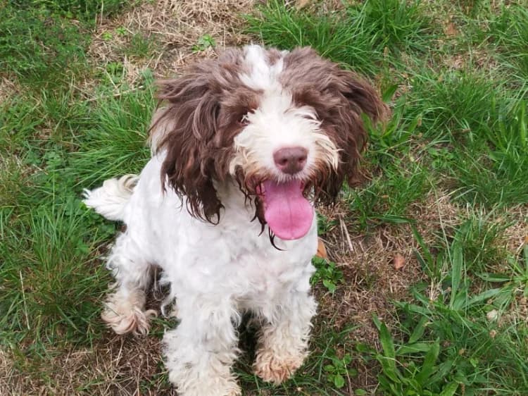 EOLINE, female 4yo Mixed Breed for adoption at SPA Vichy (Brugheas), Vichy
