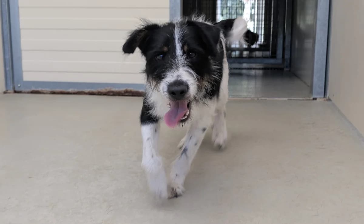 OTIS, male young Mixed Breed for adoption at SPA Vichy (Brugheas), Vichy