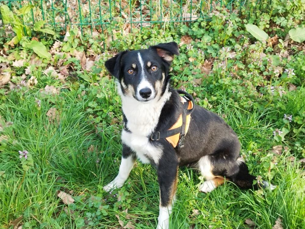 ZAKIE, female young Mixed Breed for adoption at SPA Vichy (Brugheas), Vichy