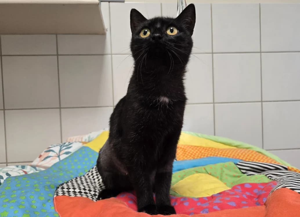 Dahlia, female young mixed breed for adoption at SPA Vichy (Brugheas), Vichy