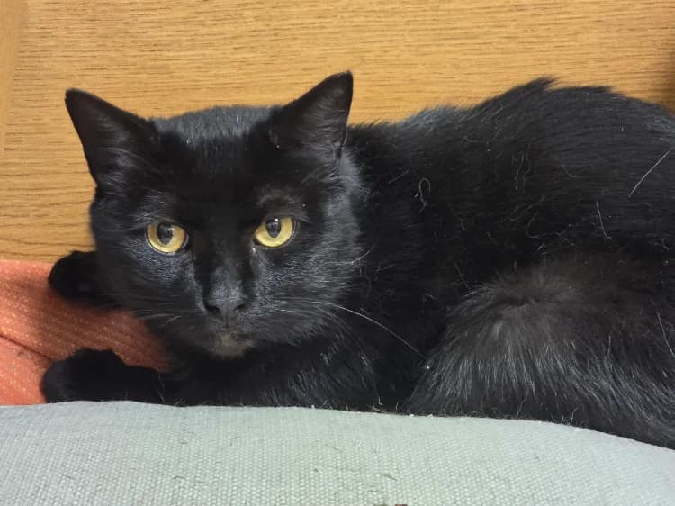 BARRACUDA, male 7yo Mixed Breed for adoption at SPA Vichy (Brugheas), Vichy