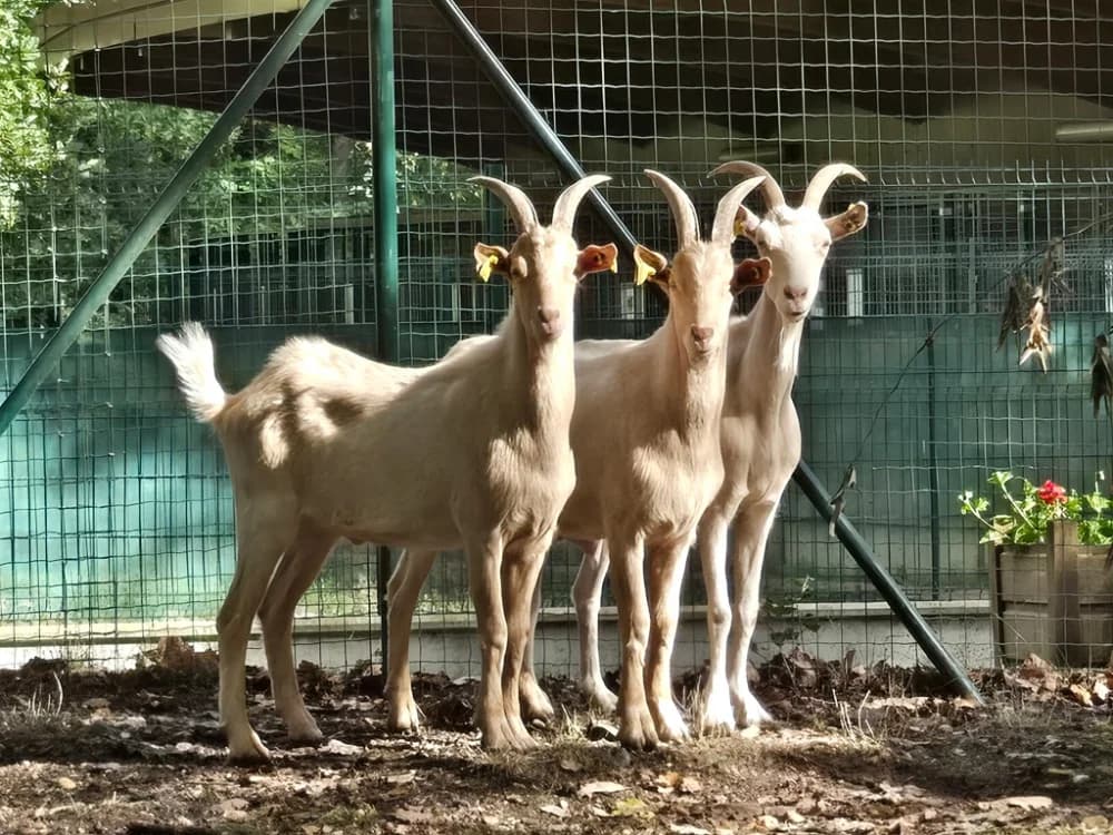 BECHAMEL CABECOU ET CAMEMBERT, female Mixed Breed for adoption at SPA Vichy (Brugheas), Vichy