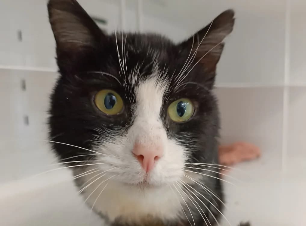 DIXI, male 4yo Mixed Breed for adoption at SPA Vitré, Vitre