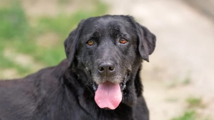 NUTS, female senior Labrador Retriever for adoption at SPA Vitré, Vitre