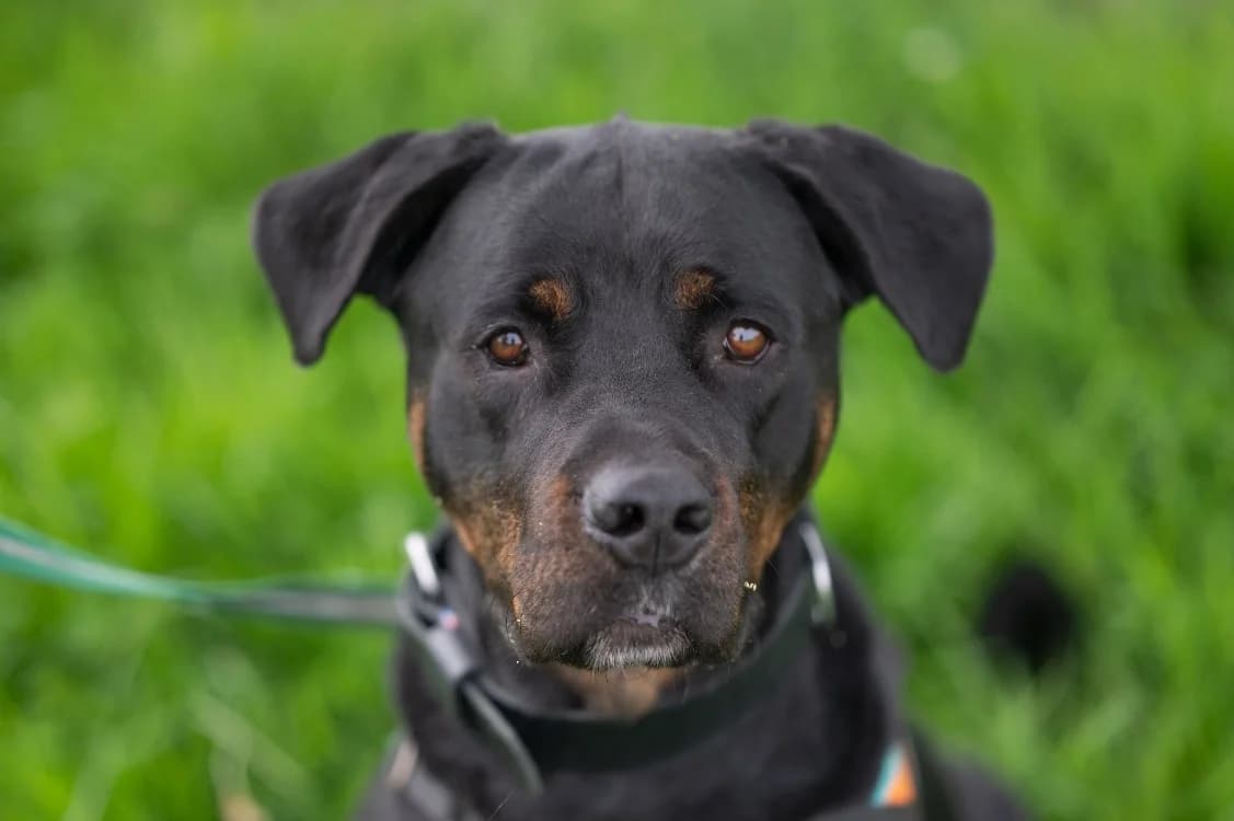 KORRIGAN, male young Mixed Breed for adoption at SPA Vitré, Vitre