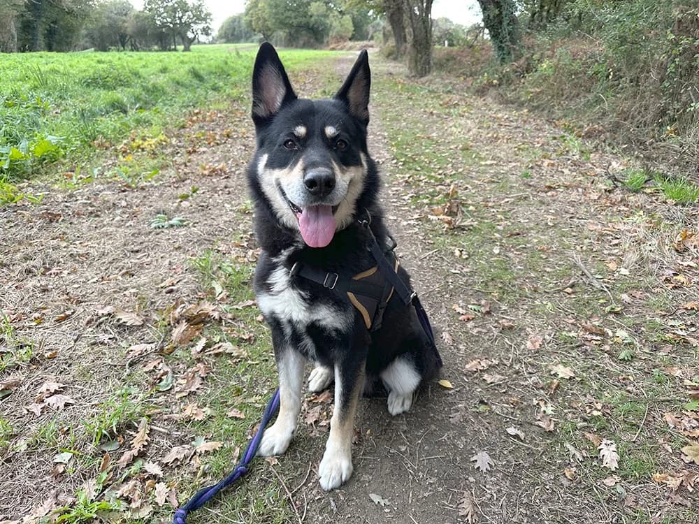 DJANGO, male senior Husky for adoption at SPA Vitré, Vitre