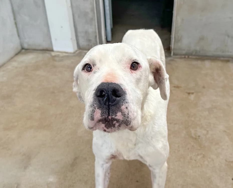 MATANA, female senior mixed breed for adoption at SPA Vitré, Vitre