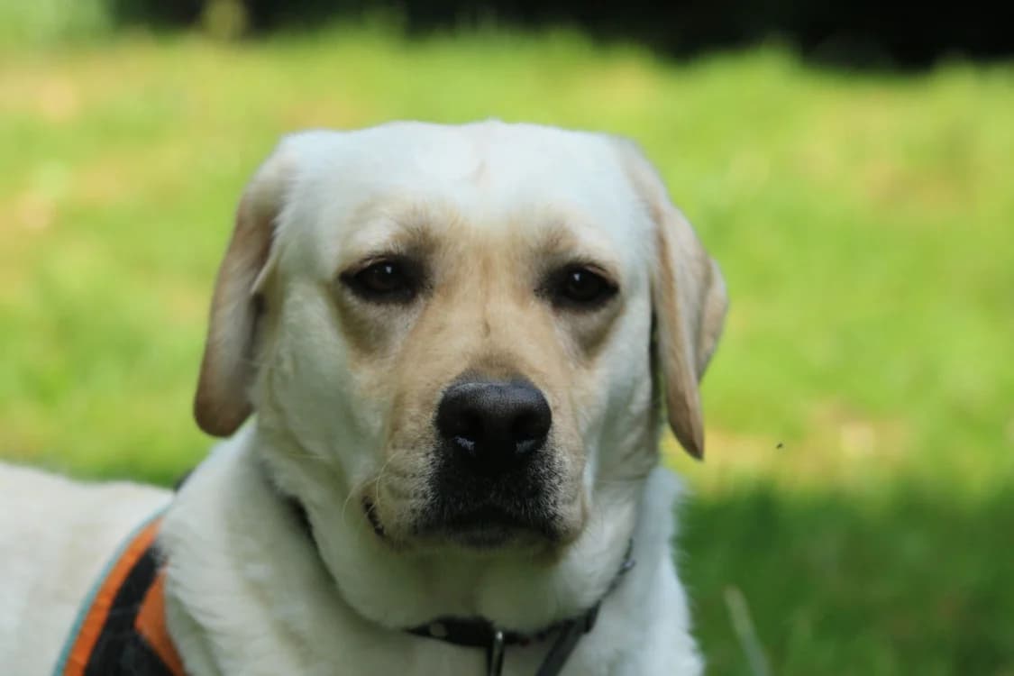 VERNYE, female young Labrador Retriever for adoption at SPA Vitré, Vitre