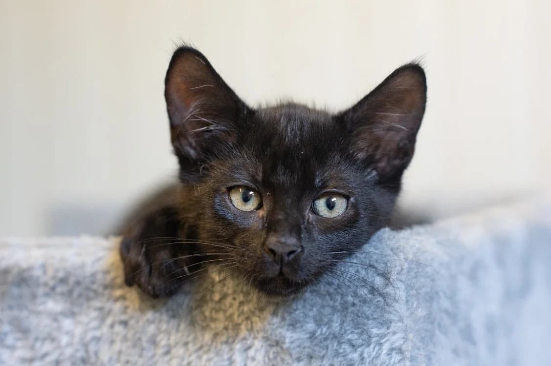 Tomy, male Mixed Breed for adoption at SPA Vitré, Vitre