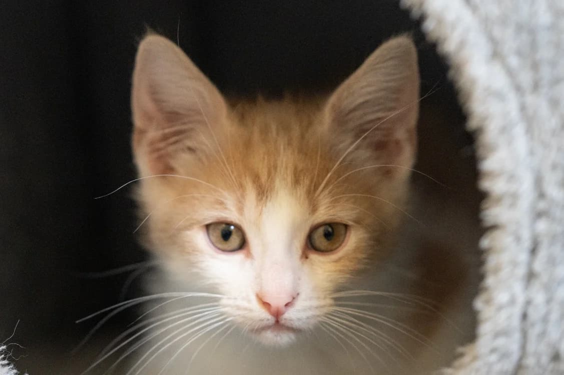 FARFADET, male Mixed Breed for adoption at SPA Vitré, Vitre