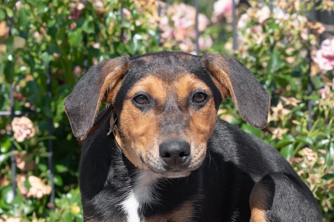 KEIRA, female puppy Mixed Breed for adoption at SPA Vitré, Vitre