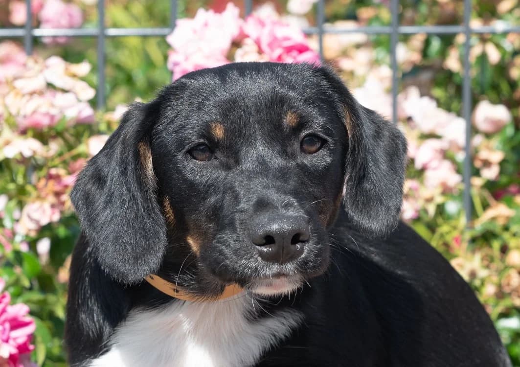 IDYLLE, female Mixed Breed for adoption at SPA Vitré, Vitre