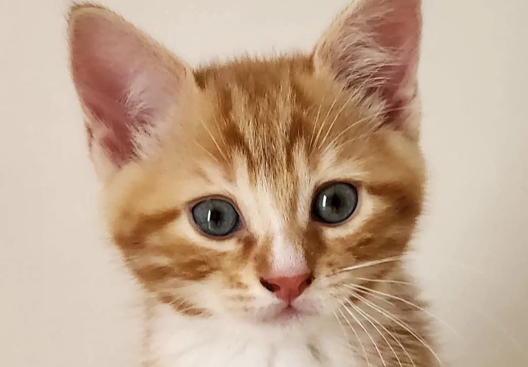 KODAMA, male Mixed Breed for adoption at SPA Vitré, Vitre