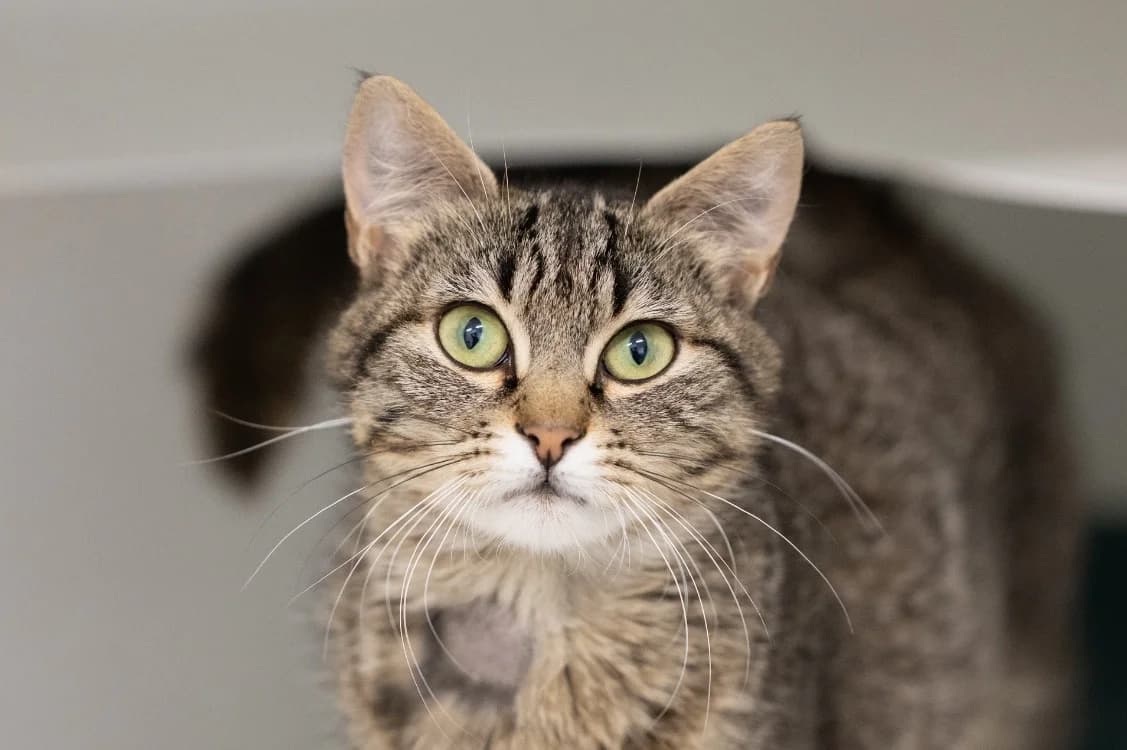 MAPETITE, female Mixed Breed for adoption at SPA Vitré, Vitre