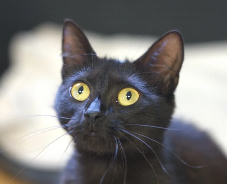 NISSANE, female young Mixed Breed for adoption at SPA Vitré, Vitre