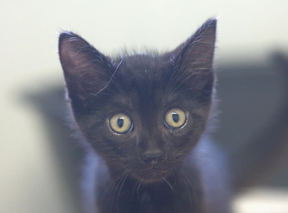 BUGATTI, female Mixed Breed for adoption at SPA Vitré, Vitre