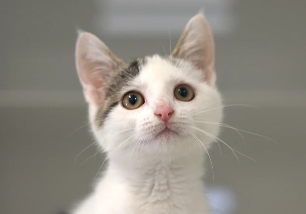 PAUPIETTE, female Mixed Breed for adoption at SPA Vitré, Vitre