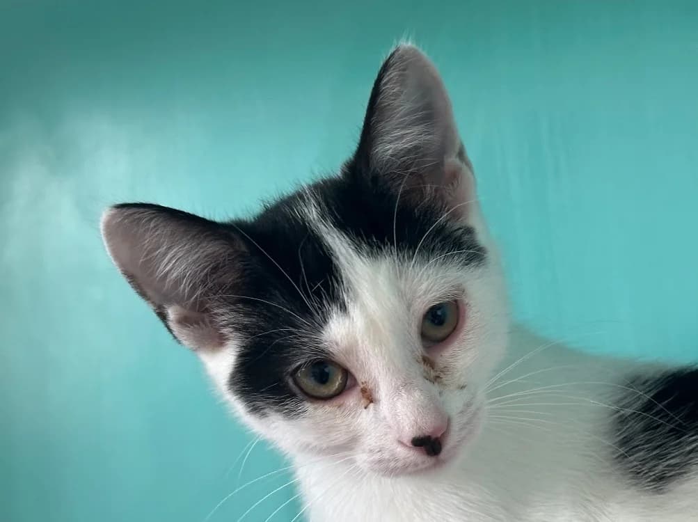 CAMOMILLE, female Mixed Breed for adoption at SPA Vitré, Vitre