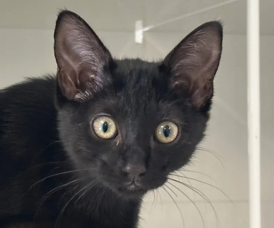 REGLISSE, female mixed breed for adoption at SPA Vitré, Vitre