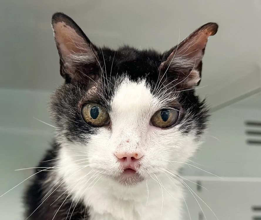 KERBY, male senior Mixed Breed for adoption at SPA Vitré, Vitre